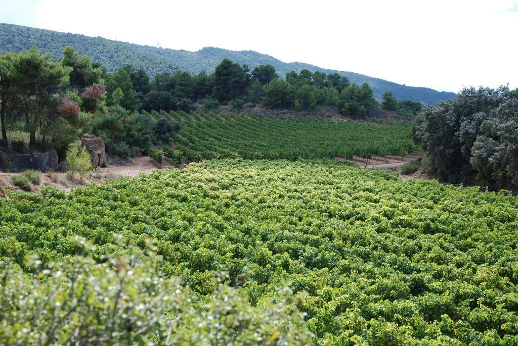 Vilosell Wine Hotel El Vilosell Esterno foto